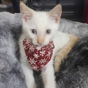 Sizzle Jo- AR -  Siamese and Domestic Short Hair Cat Available for Adoption in Tallahassee, Florida - Sizzle Jo- AR | PetCurious