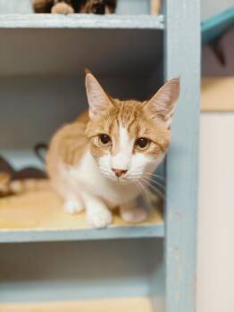 Rescue Domestic Short Hair Cats for Adoption in Varnville, South Carolina - Casper | PetCurious