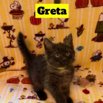 Greta -  Domestic Long Hair Cat for Adoption in Brockton, Massachusetts - Greta | PetCurious