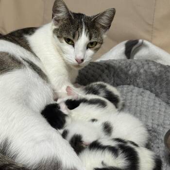 Rescue American Shorthair Cats for Adoption in Hickory, North Carolina - Chelsea | PetCurious