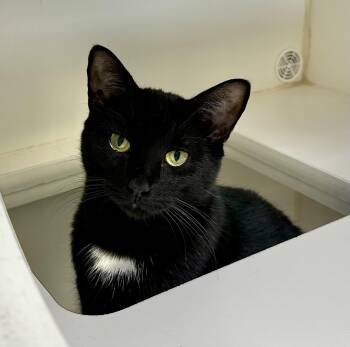 Rescue Domestic Short Hair Cats for Adoption in Reisterstown, Maryland - Scarlett | PetCurious