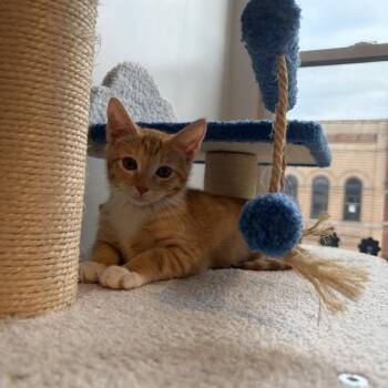 Tony -  Domestic Short Hair Cat for Adoption in Monroe, North Carolina - Tony | PetCurious