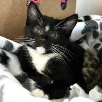 Fox -  Domestic Short Hair Cat for Adoption - Fox | PetCurious
