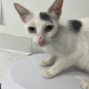 Reignited -  Domestic Short Hair Cat for Adoption in St. Louis, Missouri - Reignited | PetCurious