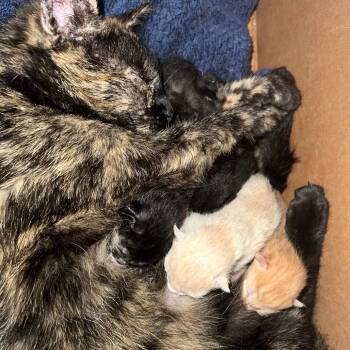 Othello -  Domestic Short Hair Cat Available for Adoption in Mt. Juliet, Tennessee - Othello | PetCurious