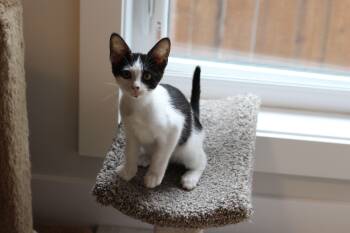 Riley -  Domestic Short Hair Cat for Adoption in Lethbridge, Alberta - Riley | PetCurious