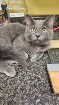 Domestic Medium Hair Cats Available for Adoption in Crossville, Tennessee - Birtch | PetCurious