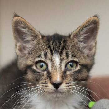 Cassian -  Domestic Short Hair Cat for Adoption in Middletown, Rhode Island - Cassian | PetCurious