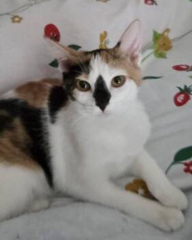 Prue -  Calico Cat for Adoption - Prue | PetCurious