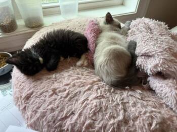Satana -  Siamese and Domestic Short Hair Cat for Adoption in Pittsboro, North Carolina - Satana | PetCurious