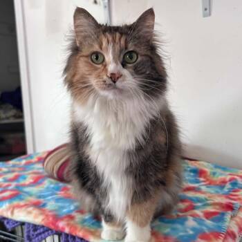 Nora -  Domestic Long Hair and Calico Cat for Adoption in Huntington, New York - Nora | PetCurious