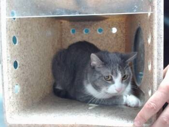 MIDNIGHT -  Domestic Short Hair Cat for Adoption in Albuquerque, New Mexico - MIDNIGHT | PetCurious
