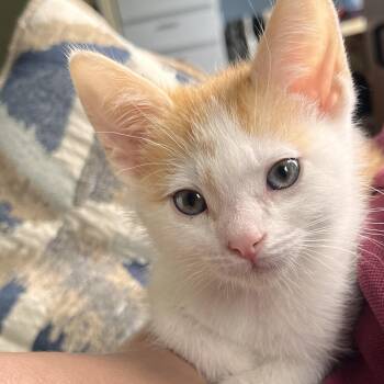 Arthur -  Domestic Short Hair Cat for Adoption in Richland, Michigan - Arthur | PetCurious