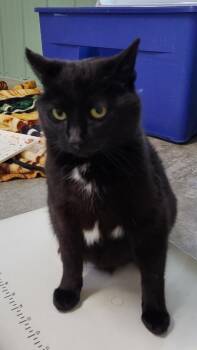 Domestic Short Hair Cats Available for Adoption in Medford, Wisconsin - Sable | PetCurious