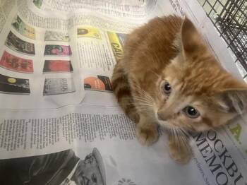 Domestic Medium Hair Cats Available for Adoption in San Antonio, Texas - A809793 | PetCurious