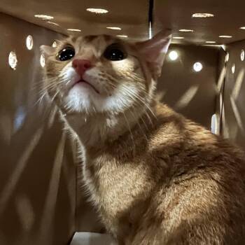 GlopGlober -  Domestic Short Hair Cat for Adoption in Philadelphia, Pennsylvania - GlopGlober | PetCurious