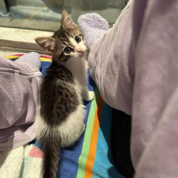 Dairy Queen 12 -  Domestic Short Hair Cat for Adoption in Austin, Texas - Dairy Queen 12 | PetCurious