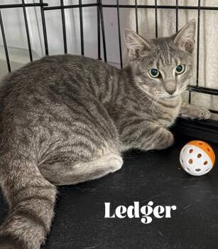Ledger -  Domestic Short Hair Cat for Adoption in Alafaya, Florida - Ledger | PetCurious