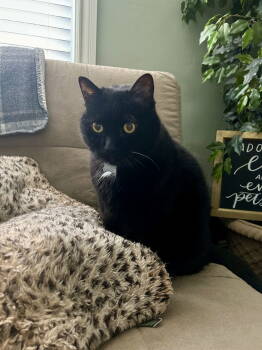 Rescue Domestic Medium Hair and Domestic Short Hair Cats for Adoption in Santa Clara, California - John | PetCurious
