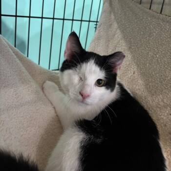 Rocco -  Domestic Short Hair Cat for Adoption in Marion, Virginia - Rocco | PetCurious