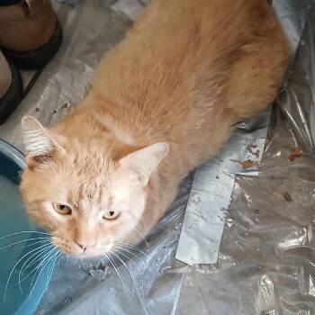 Banshee -  Domestic Short Hair Cat for Adoption in Mankato, Minnesota - Banshee | PetCurious