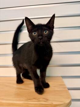 Domestic Short Hair Cats Available for Adoption in Cape Coral, Florida - Janice Meowplin | PetCurious
