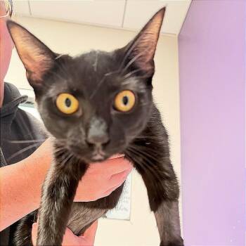 Brewbella -  Domestic Short Hair Cat for Adoption in Englewood, Florida - Brewbella | PetCurious