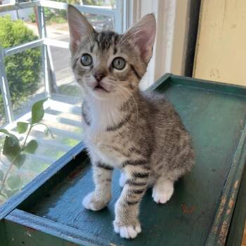 Piccalilli -  Domestic Short Hair Cat for Adoption in Los Angeles, California - Piccalilli | PetCurious
