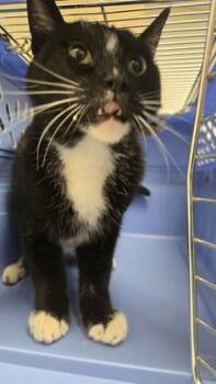 Banjo -  Domestic Short Hair Cat for Adoption in Sacramento, California - Banjo | PetCurious