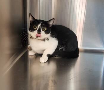 Rescue Domestic Short Hair Cats for Adoption in Houston, Texas - BELLE | PetCurious