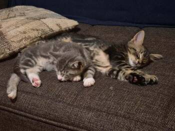Pika AKA Challa -  Domestic Short Hair Cat for Adoption in Chicago, Illinois - Pika AKA Challa | PetCurious