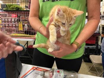 Prince -  Domestic Short Hair Cat for Adoption in Shawnee, Kansas - Prince | PetCurious