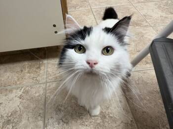 Rescue Domestic Long Hair Cats for Adoption in Hays, Kansas - Frankie | PetCurious