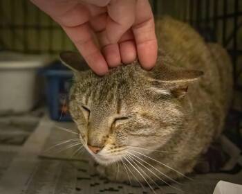 Tabby Cats Available for Adoption in Greenville, Delaware - Fawn (FCID# 05/11/2026 - 40 Trainer) | PetCurious