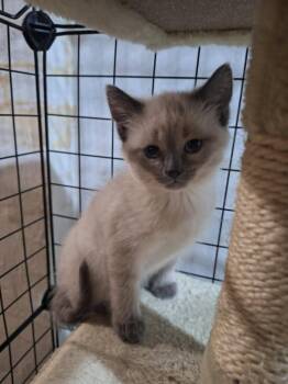 Rosalina -  Domestic Short Hair Cat for Adoption in Urbandale, Iowa - Rosalina | PetCurious