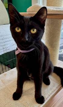 Sally -  American Shorthair Cat for Adoption in Hull, Massachusetts - Sally | PetCurious