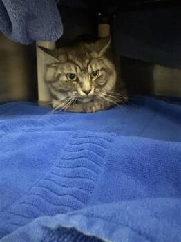 Pacha -  Domestic Short Hair Cat for Adoption in Montreal, Quebec - Pacha | PetCurious