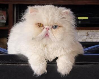 Persian Cats Available for Adoption in Reading, Pennsylvania - Lily | PetCurious