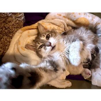 Tasmania -  Domestic Medium Hair Cat for Adoption in Austin, Texas - Tasmania | PetCurious