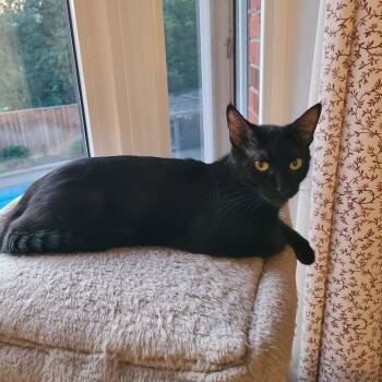 Mrs. Potts -  Domestic Short Hair Cat for Adoption in Puslinch, Ontario - Mrs. Potts | PetCurious
