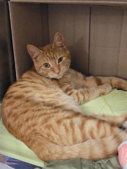 Domestic Short Hair Cats Available for Adoption in Largo, Florida - Junior | PetCurious