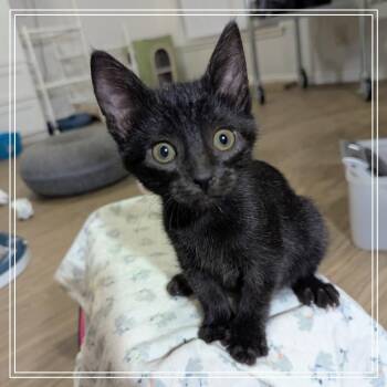 Briar -  Domestic Short Hair Cat for Adoption in Meridian, Idaho - Briar | PetCurious