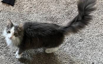 Domestic Long Hair Cats Available for Adoption in Louisville, Kentucky - ALOHA | PetCurious