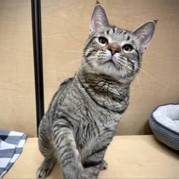 Rescue Domestic Short Hair Cats for Adoption in Rochester, Minnesota - Dixon | PetCurious