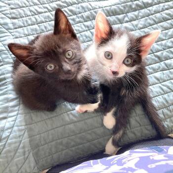 Edward -  Domestic Short Hair Cat for Adoption in Hendersonville, North Carolina - Edward | PetCurious