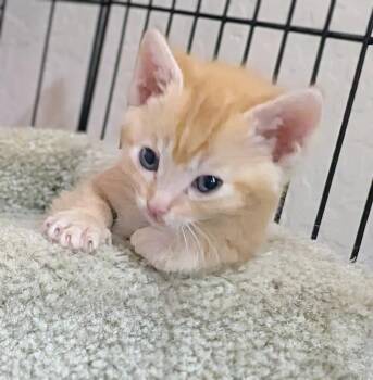 Cadence Crescendo -  Domestic Short Hair and Tabby Cat for Adoption in Chandler, Arizona - Cadence Crescendo | PetCurious