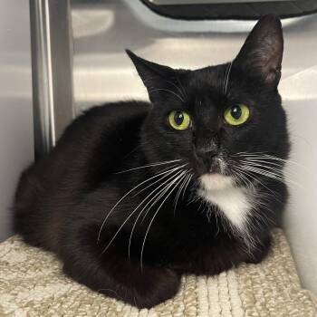 Domestic Short Hair Cats Available for Adoption in Los Angeles, California - Primavera | PetCurious