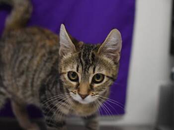 Wilma -  Domestic Short Hair Cat for Adoption in Portland, Oregon - Wilma | PetCurious