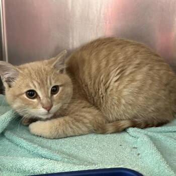 Domestic Short Hair Cats Available for Adoption - Elliott | PetCurious