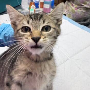 Svedka -  Domestic Short Hair Cat for Adoption in Summerville, South Carolina - Svedka | PetCurious